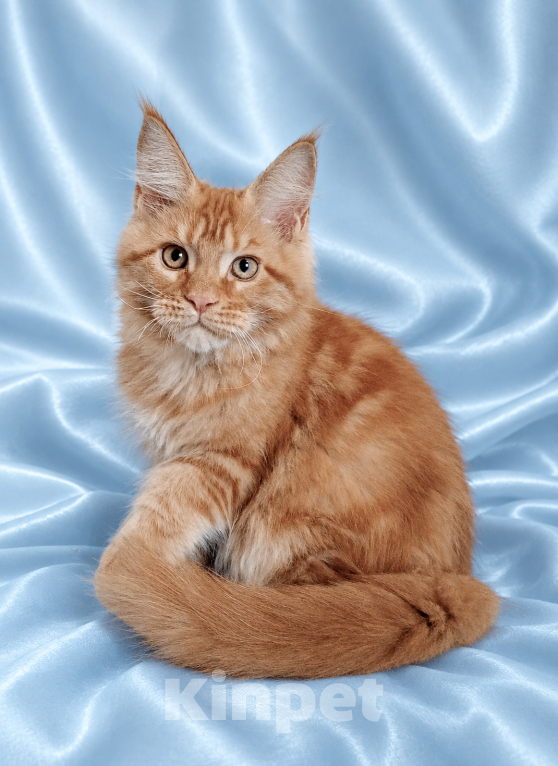 Кошки в Владимире: Котята мейн-кун Мальчик, 60 000 руб. - фото 3