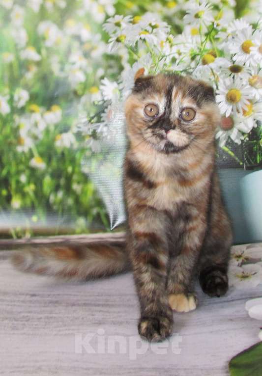 Кошки в Санкт-Петербурге: продаются шотландские котята Девочка, Бесплатно - фото 3