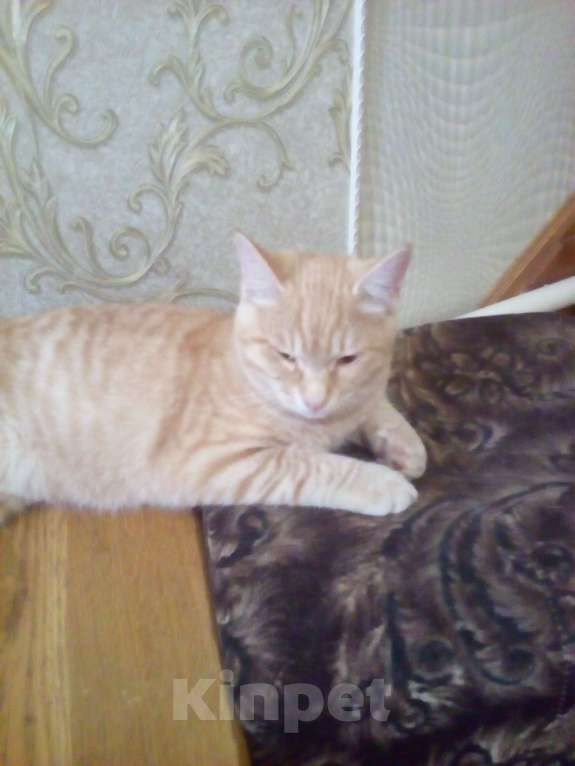 Кошки в Брянске: Кот Мальчик, Бесплатно - фото 1