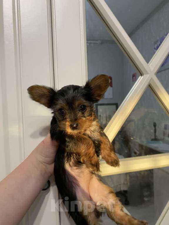 Собаки в Краснодаре: Йоркширский терьер Девочка, 25 000 руб. - фото 2