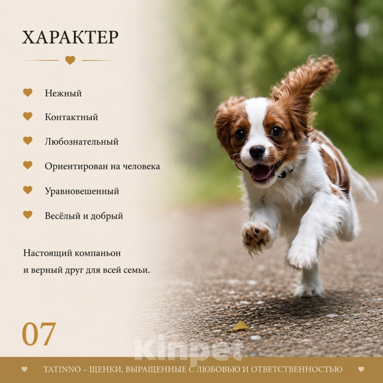 Собаки в Москве: Кавалер кинг чарльз спаниель, щенок Мальчик, Бесплатно - фото 7