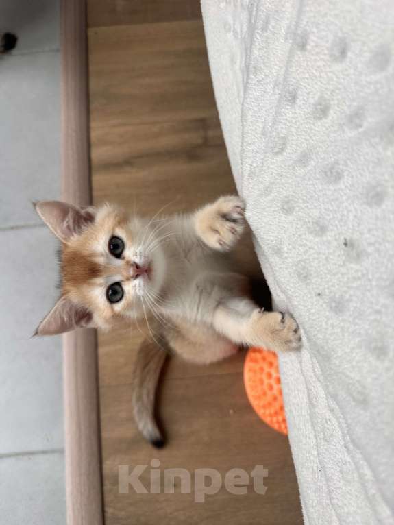 Кошки в других городах Московской области: Британская золотая шиншилла Ny11, ny12 Мальчик, 45 000 руб. - фото 3