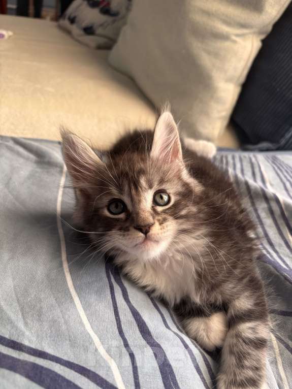 Кошки в других городах Московской области: Котенок мейн куна Мальчик, 25 000 руб. - фото 2