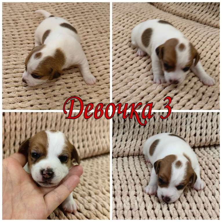 Собаки в Ставрополе: Щенки открыты к бронированию Разнополые, 25 000 руб. - фото 4