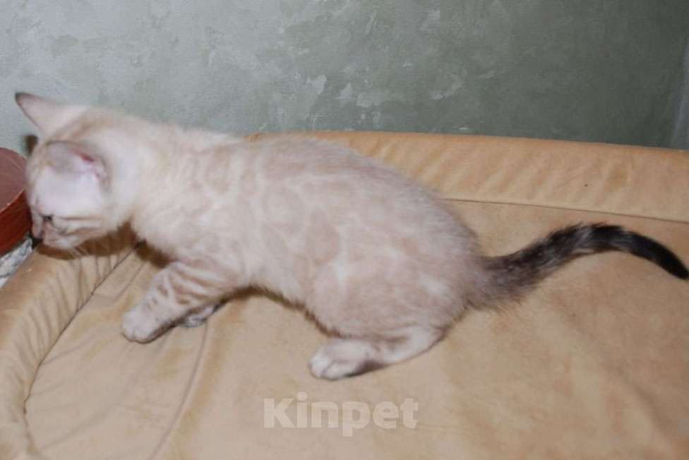 Кошки в Москве: Бенгальские котята снежного окраса Мальчик, 50 000 руб. - фото 1