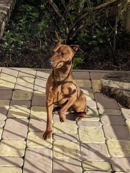 Собаки в Севастополе: Отдам в хорошие руки 🐾 Цвергпинчер Мальчик, Бесплатно - фото 4