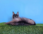 Кошки в Курчатове: Котенок Мейн-кун девочка Девочка, 30 000 руб. - фото 3