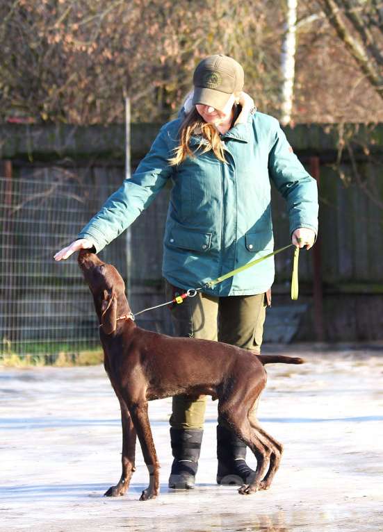 Собаки в других городах Московской области: Щенок  курцхаар Мальчик, 150 000 руб. - фото 6