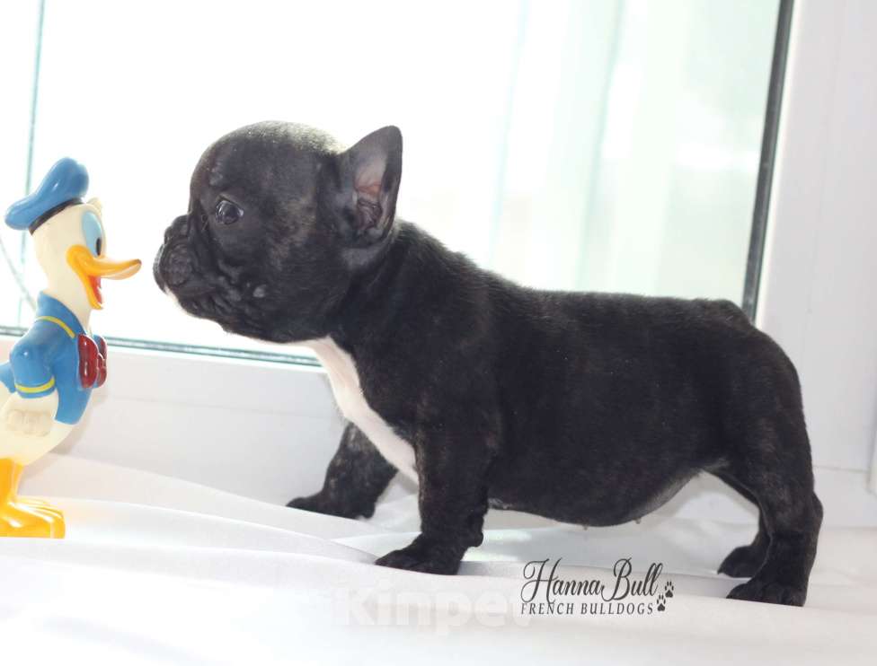 Собаки в Москве: Девочка французский бульдог Ляля Девочка, 75 000 руб. - фото 2