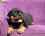 Собаки в Волгограде: Щенки Ротвейлера  Мальчик, 40 000 руб. - фото 3