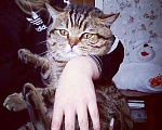 Кошки в Асбесте: Кот на вязку-шотландец прямоухий, 800 руб. - фото 1