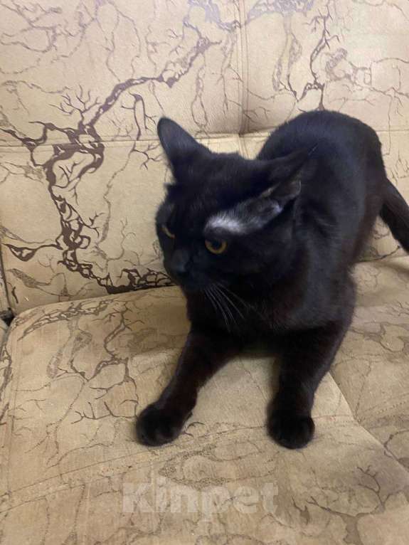 Кошки в других городах Ленинградской области: Отдам в хорошие руки Мальчик, Бесплатно - фото 2