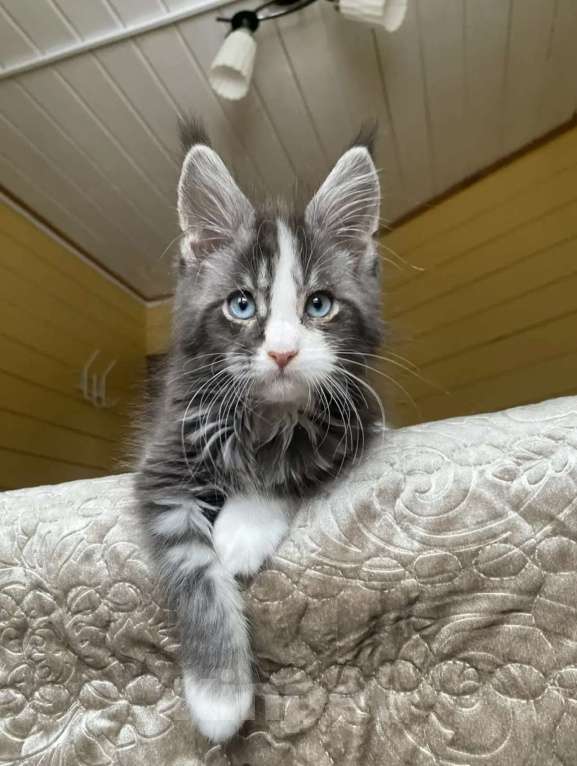 Кошки в других городах Московской области: Мейн-кун голубоглазый🔥🔥🔥 Мальчик, 180 000 руб. - фото 2