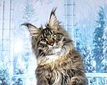 Кошки в Краснодаре: Грифон Мальчик, 40 000 руб. - фото 1