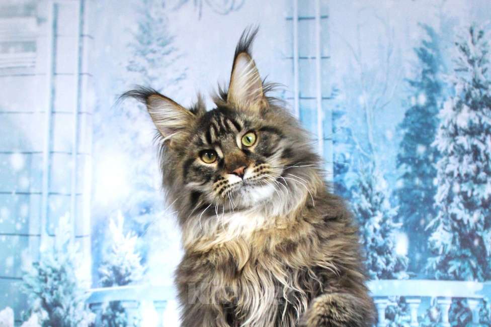 Кошки в Краснодаре: Грифон Мальчик, 40 000 руб. - фото 1