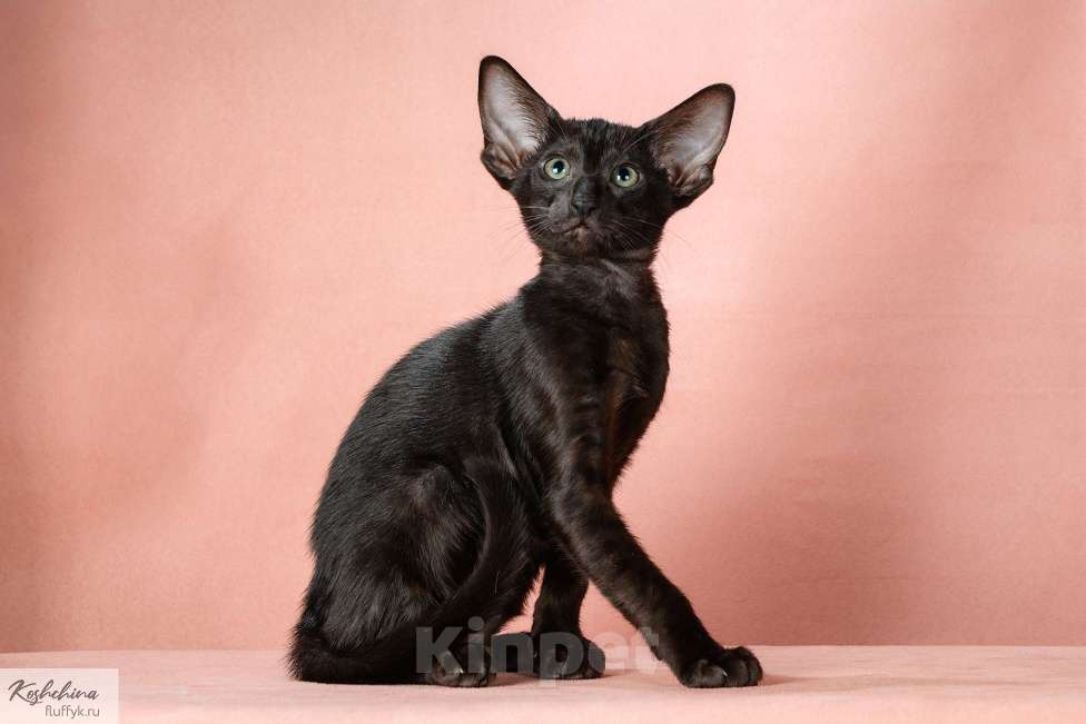 Кошки в Москве: Котенок эбони Девочка, 70 000 руб. - фото 4