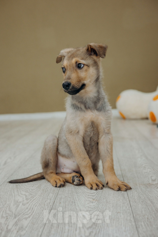 Собаки в Раменском: Щенок Арахис в добрые руки Мальчик, Бесплатно - фото 2