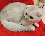 Кошки в Санкт-Петербурге: вислоухий Шотландский котенок Мальчик, 14 339 руб. - фото 5