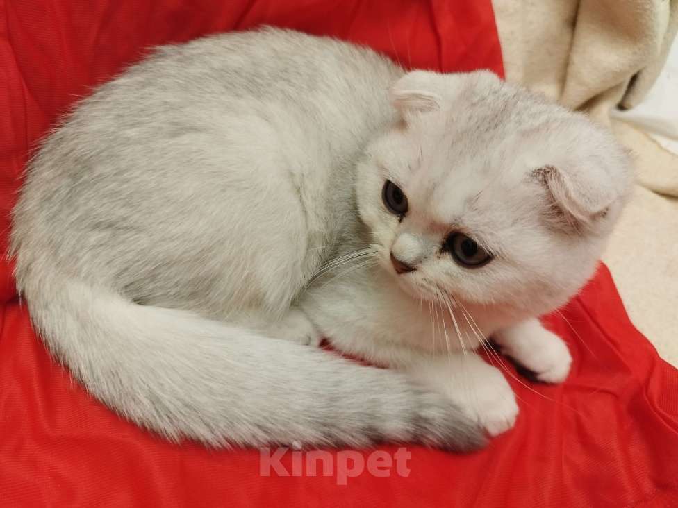Кошки в Санкт-Петербурге: вислоухий Шотландский котенок Мальчик, 14 339 руб. - фото 5