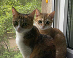 Кошки в Дзержинском: Потерялась рыжая кошка Девочка, 1 руб. - фото 1