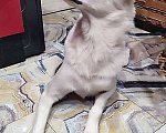 Собаки в Москве: Великолепный Плюш, красивый домашний пес  в добрые руки Мальчик, 10 руб. - фото 5
