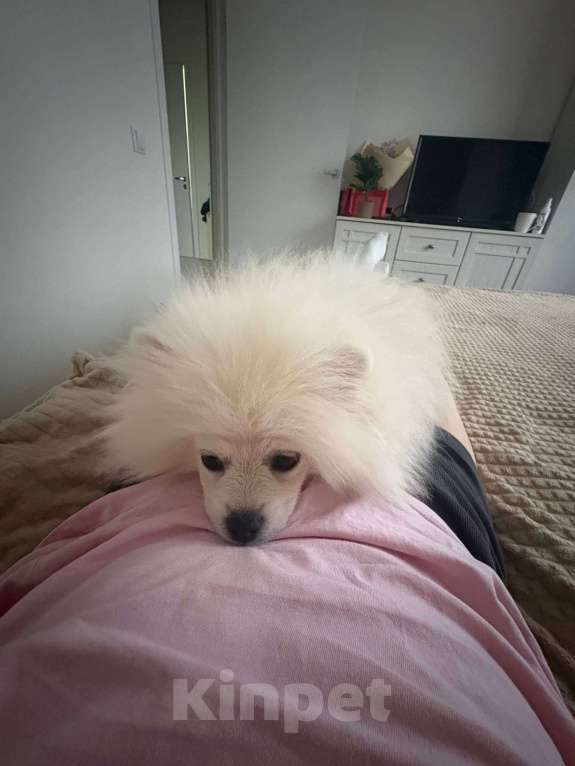 Собаки в Люберцах: Продам щенка померанского шпица Мальчик, 15 000 руб. - фото 5