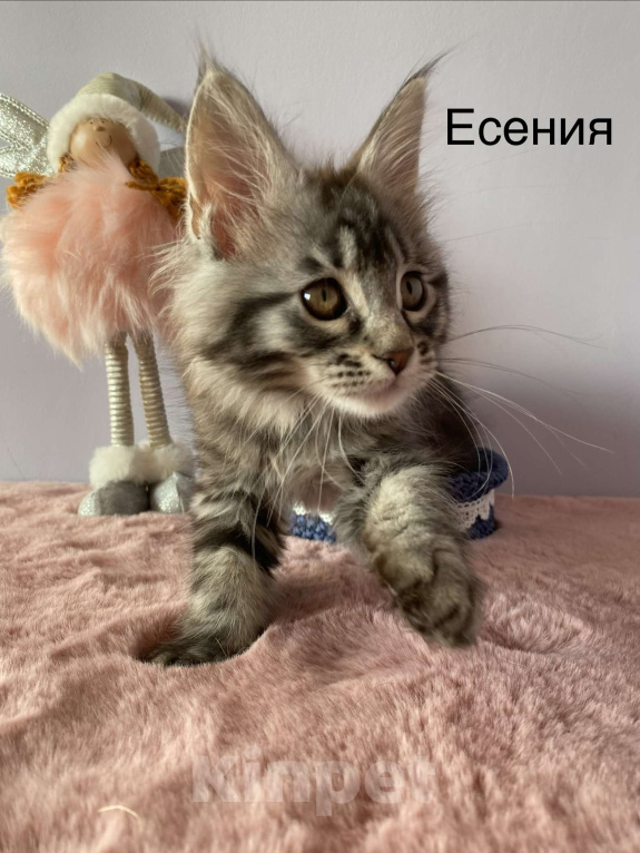 Кошки в Санкт-Петербурге: Котенок Мейн Кун девочка  Девочка, 45 000 руб. - фото 2