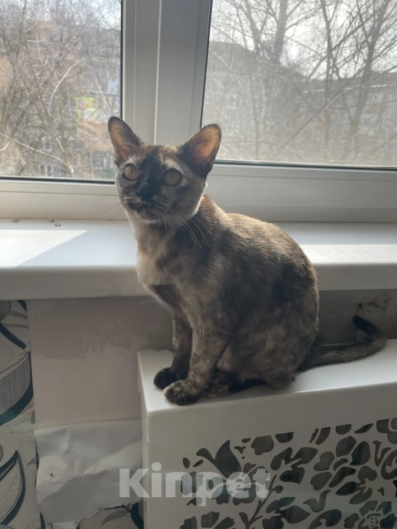 Кошки в Нижнем Новгороде: Бурманские котята Девочка, 15 000 руб. - фото 1