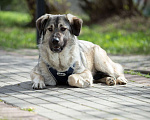 Собаки в Москве: Добрый Сильвер ищет дом Мальчик, Бесплатно - фото 1