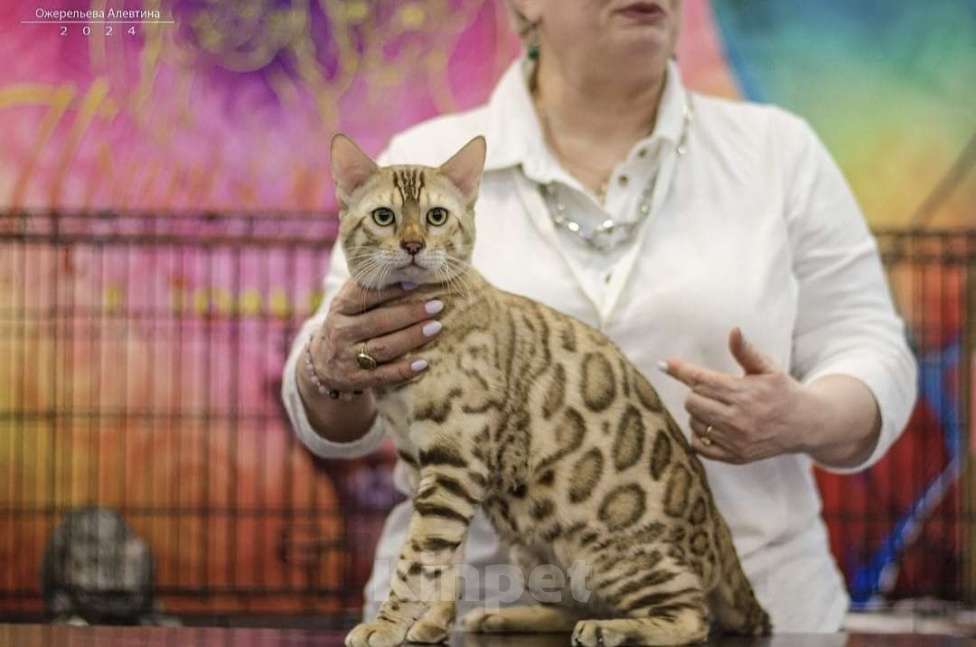 Кошки в Самаре: Бенгальский кот  Мальчик, 50 000 руб. - фото 9