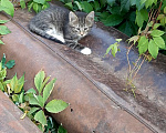 Кошки в Коломне: Пристраивается Девочка, Бесплатно - фото 4
