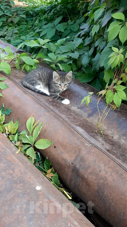 Кошки в Коломне: Пристраивается Девочка, Бесплатно - фото 4