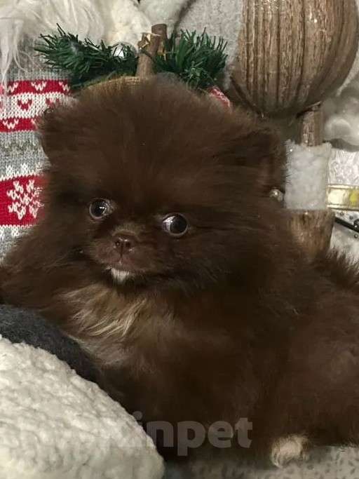 Собаки в Ростове-на-Дону: Девочки померанские куколки  Девочка, 40 000 руб. - фото 2
