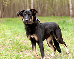 Собаки в Ногинске: Феня - лопоухое чадо в поисках семьи Девочка, Бесплатно - фото 5