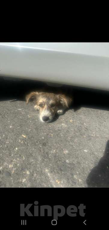 Собаки в Махачкале: Пропала собака. В махачкале . 10т000. Девочка, 10 000 руб. - фото 3