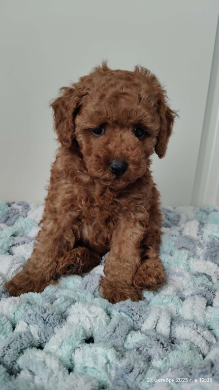 Собаки в Мытищах: Миниатюрный пудель Анто Мальчик, 130 000 руб. - фото 4