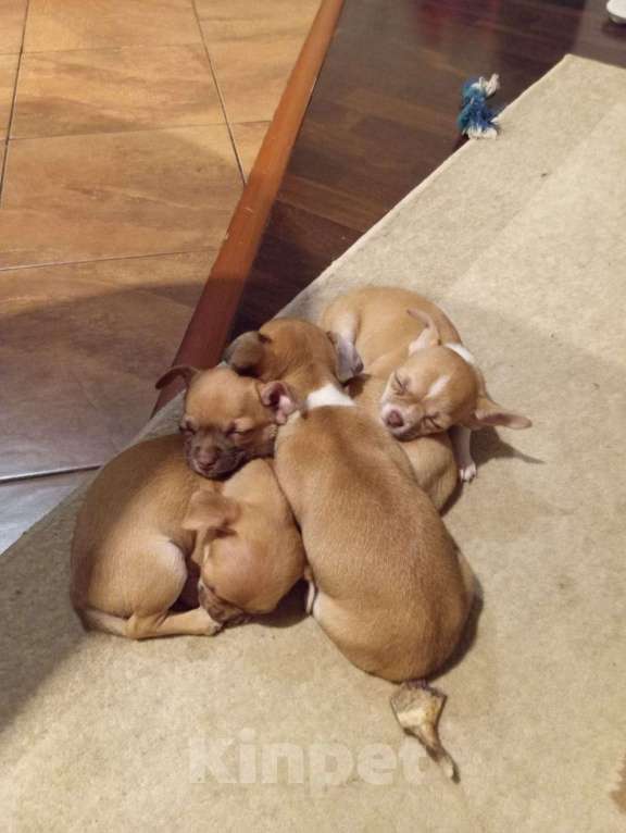 Собаки в Москве: Щенок чихуахуа  Мальчик, 20 000 руб. - фото 1