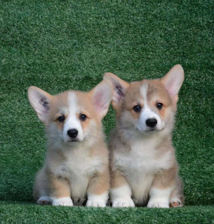 Собаки в Ногинске: Мальчик вельш корги пемброк  Мальчик, 50 000 руб. - фото 3