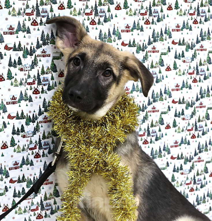 Собаки в Москве: Щенки бесплатно в Москве Девочка, Бесплатно - фото 5