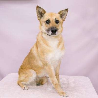 Собаки в Москве: Алиса Девочка, Бесплатно - фото 2