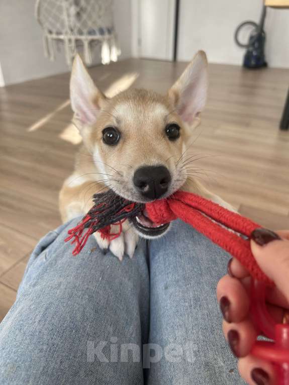 Собаки в других городах Московской области: Отдам щенка в добрые руки Девочка, Бесплатно - фото 2