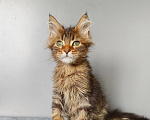 Кошки в Москве: Котёнок Мейн-кун Девочка Девочка, 40 000 руб. - фото 9