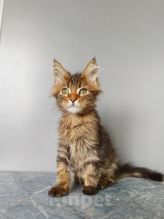 Кошки в Москве: Котёнок Мейн-кун Девочка Девочка, 40 000 руб. - фото 9