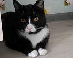 Кошки в Москве: Очень добрый Арчи-котик ищет свой дом Мальчик, Бесплатно - фото 2