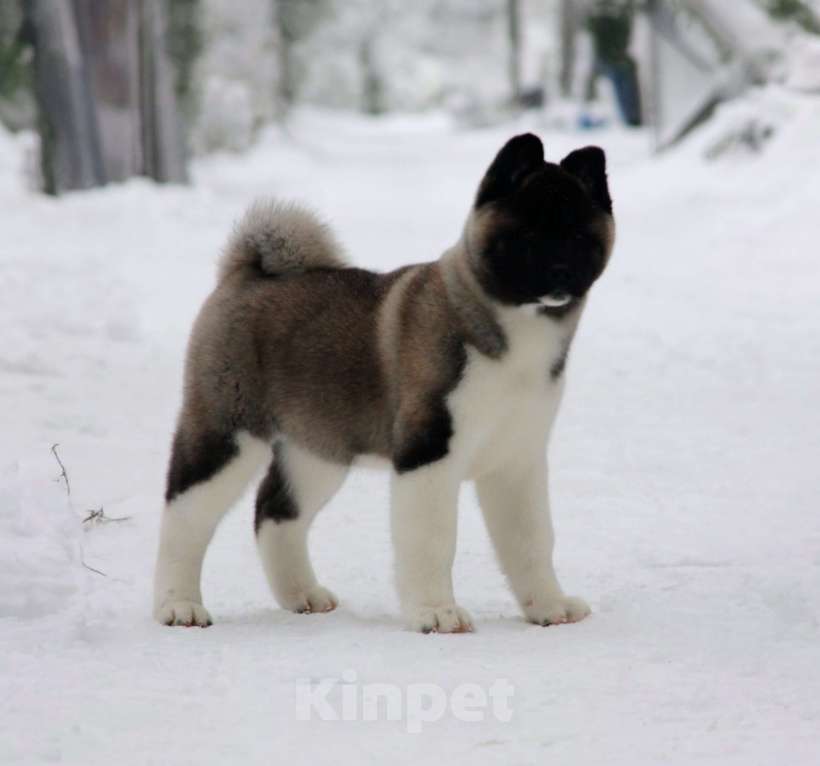 Собаки в других городах Ленинградской области: Супер-щенок кобель, чёрный серебристый с ярким кантом Мальчик, Бесплатно - фото 4
