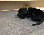 Собаки в Москве: Бронируем щенков прямошерстного ретривера флэт Мальчик, 75 000 руб. - фото 3