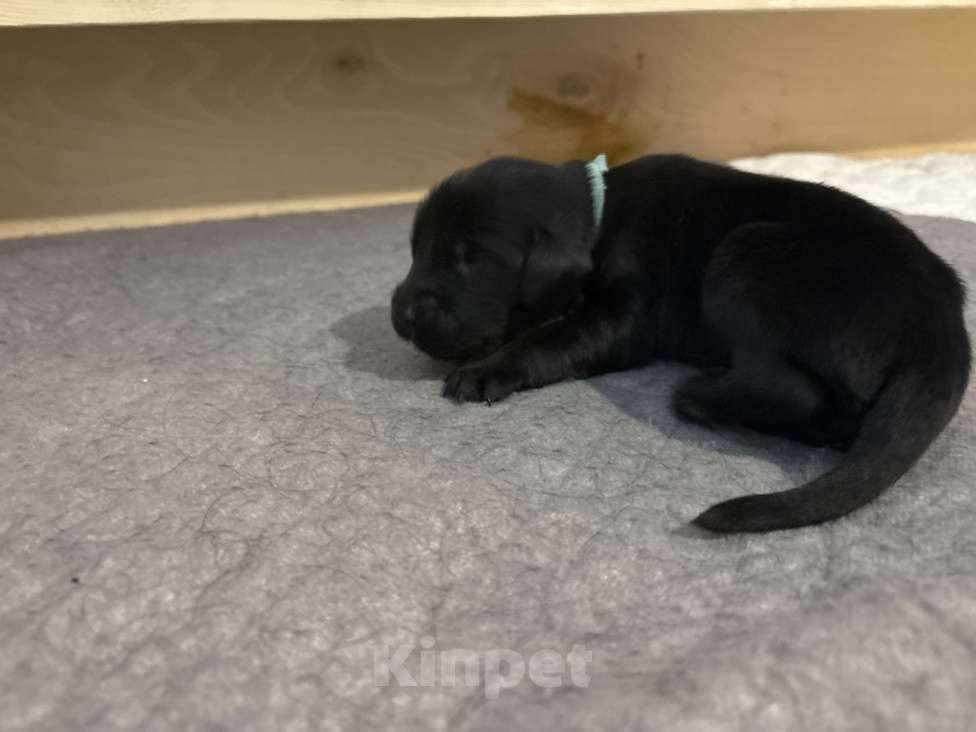 Собаки в Москве: Бронируем щенков прямошерстного ретривера флэт Мальчик, 75 000 руб. - фото 3