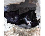 Кошки в Люберцах: Котятам нужен дом Мальчик, Бесплатно - фото 1