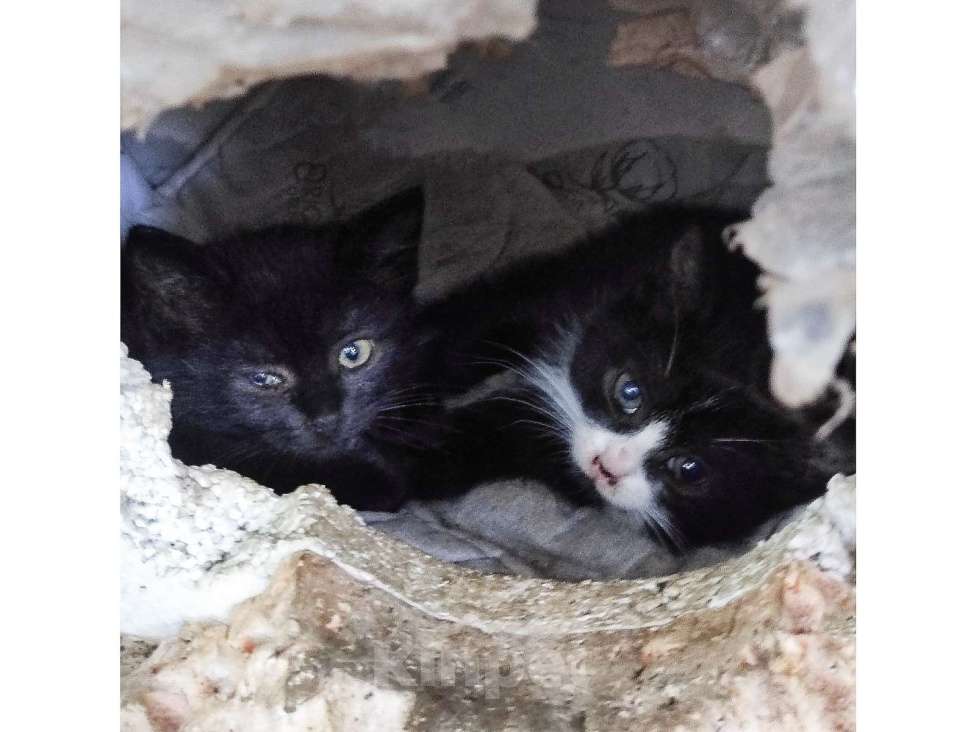 Кошки в Люберцах: Котятам нужен дом Мальчик, Бесплатно - фото 1