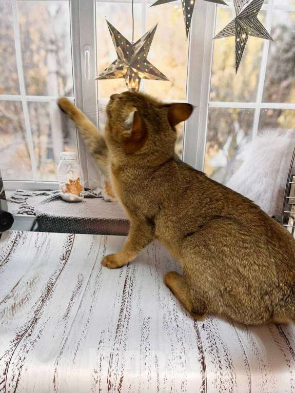 Кошки в Геленджике: Чаузи ф3 кошечка Девочка, 35 000 руб. - фото 4